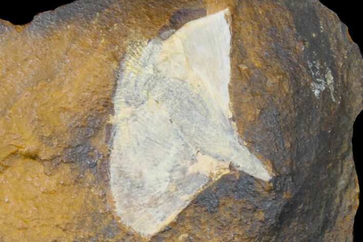 Fossil Ginkgo Leaf From North Dakota - Paleocene #156213